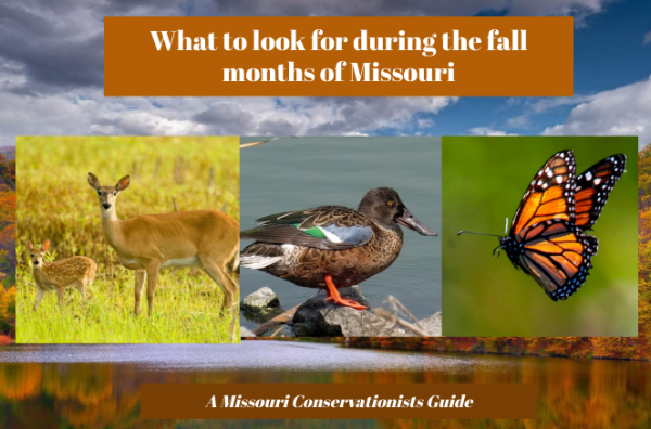 Fall in Missouri - What to Look For