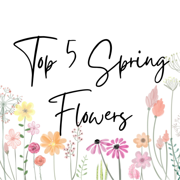 Top 5 Spring Flowers