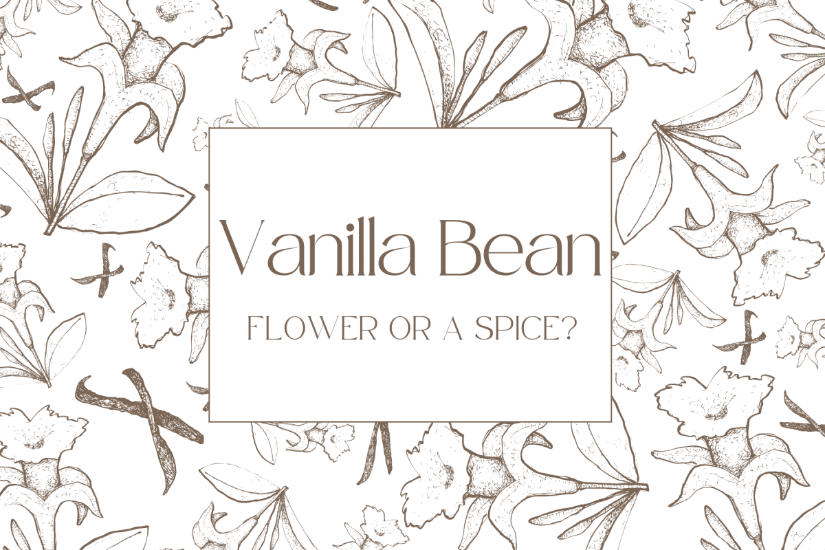 Is Vanilla Bean a Flower or a Spice?