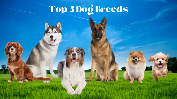 Top 5 Dog Breeds