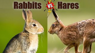 Rabbits Vs Hares