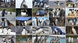 History Of Penguins