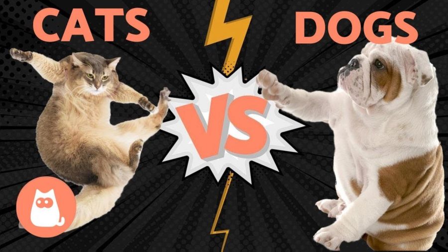 Dogs Vs Cats