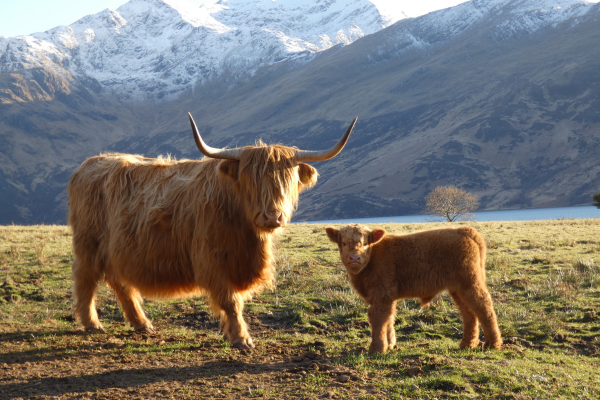 History Of The Highland Cows