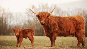 History Of The Highland Cows