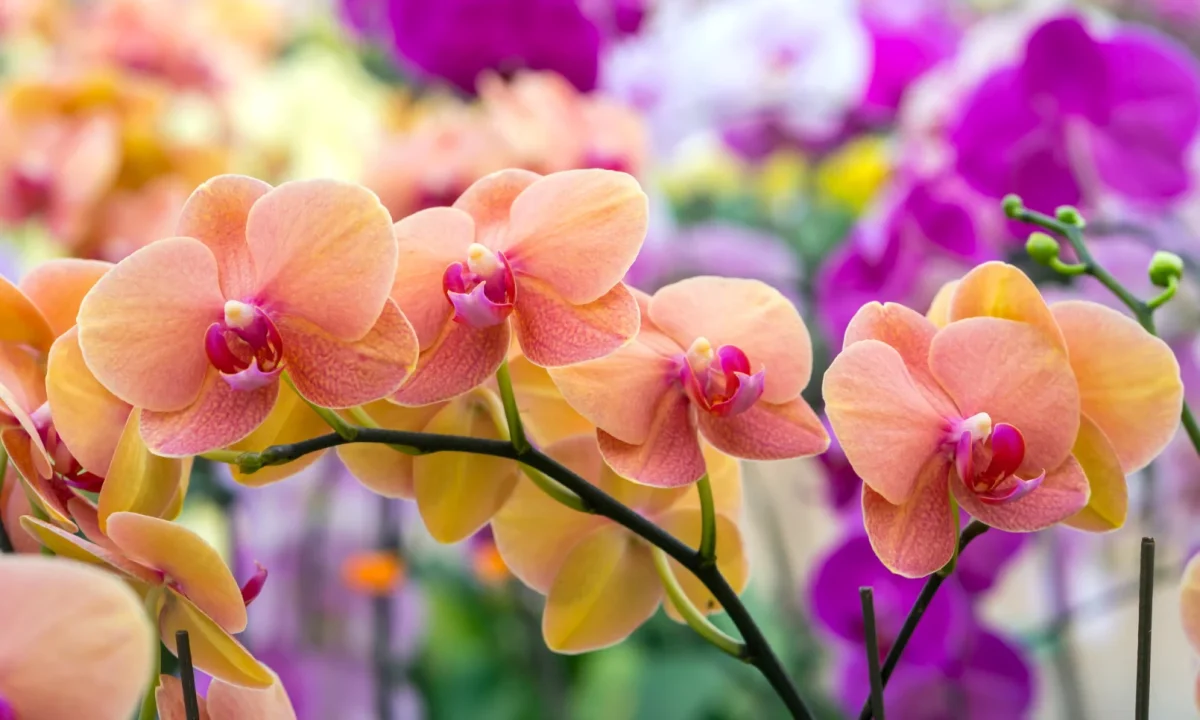 History of the Orchid Flower