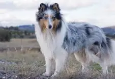 Shetland Sheepdog