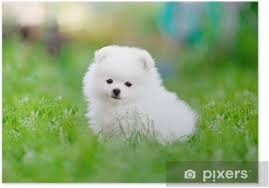 Pomeranian Dog