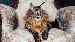 Maine Coon Cat