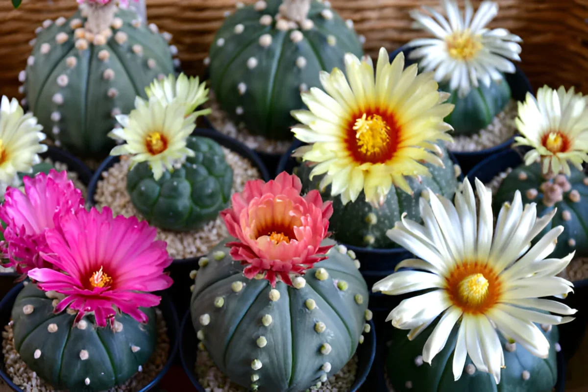 How To Care For Different Types Of Astrophytum Cacti