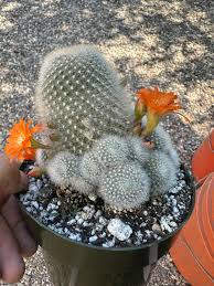 Rebutia Cactus