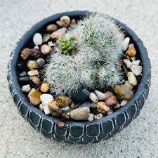 Types Of Mammillaria Cactus