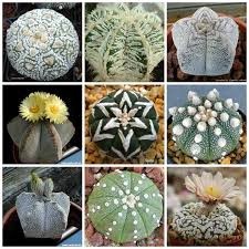 How To Care For Different Types Of Astrophytum Cactus