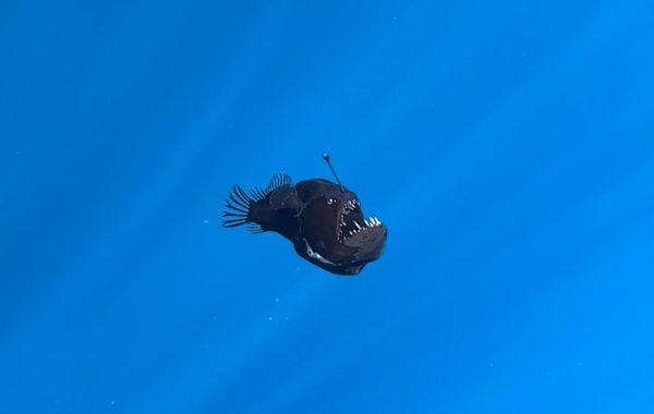 The Anglerfish that Saw the Sun